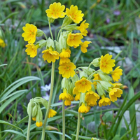 echte schluesselblume primula veris 2451492 dam gmh